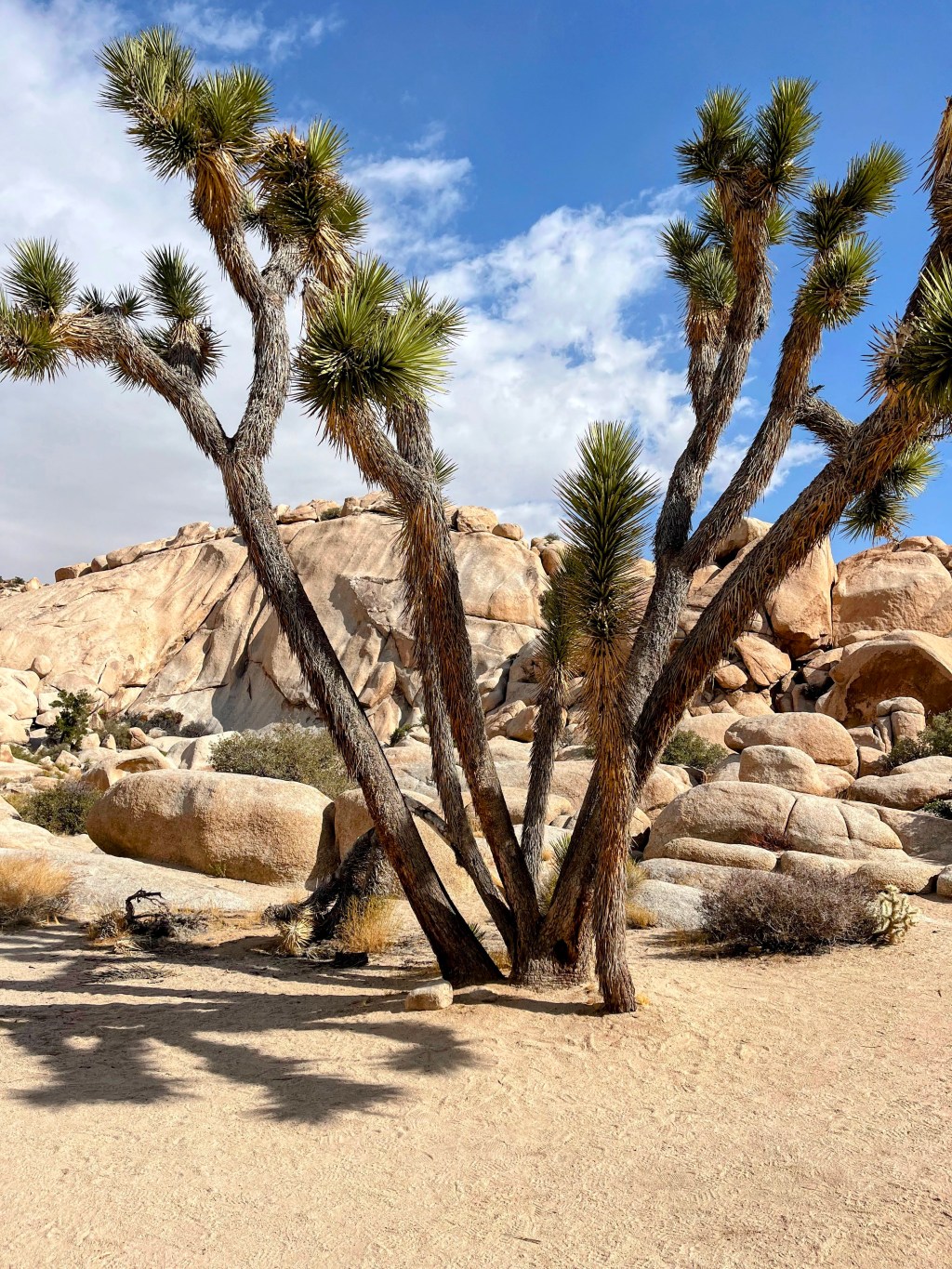 One Day in Joshua Tree&nbsp;NP