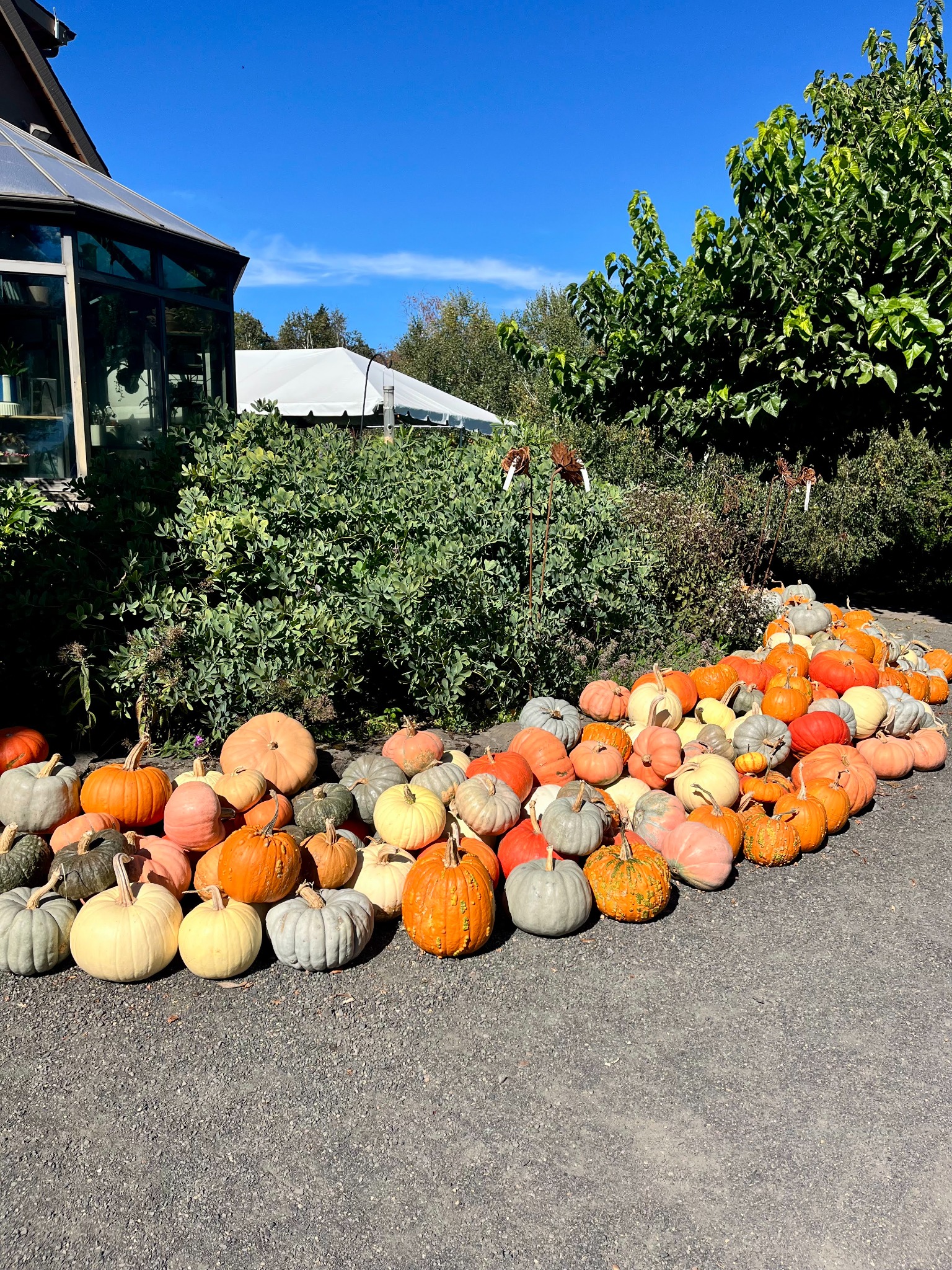 Colorful pumpkins beside the gardens at Durant