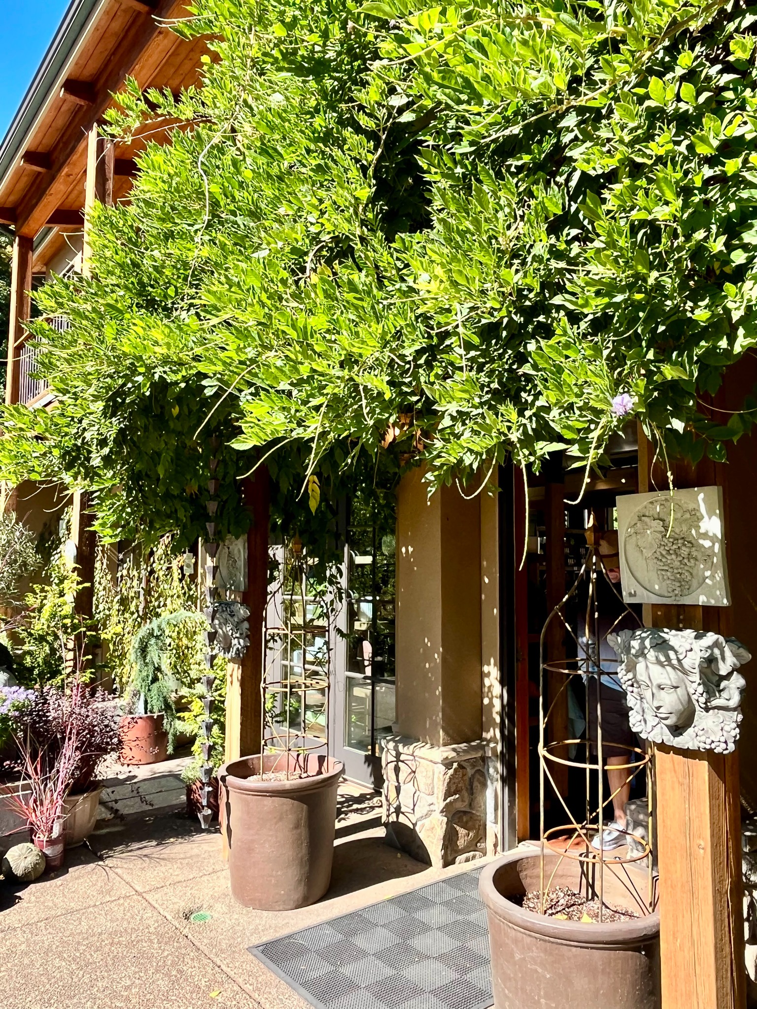 Vine-covered shop entrance and planters at Durant