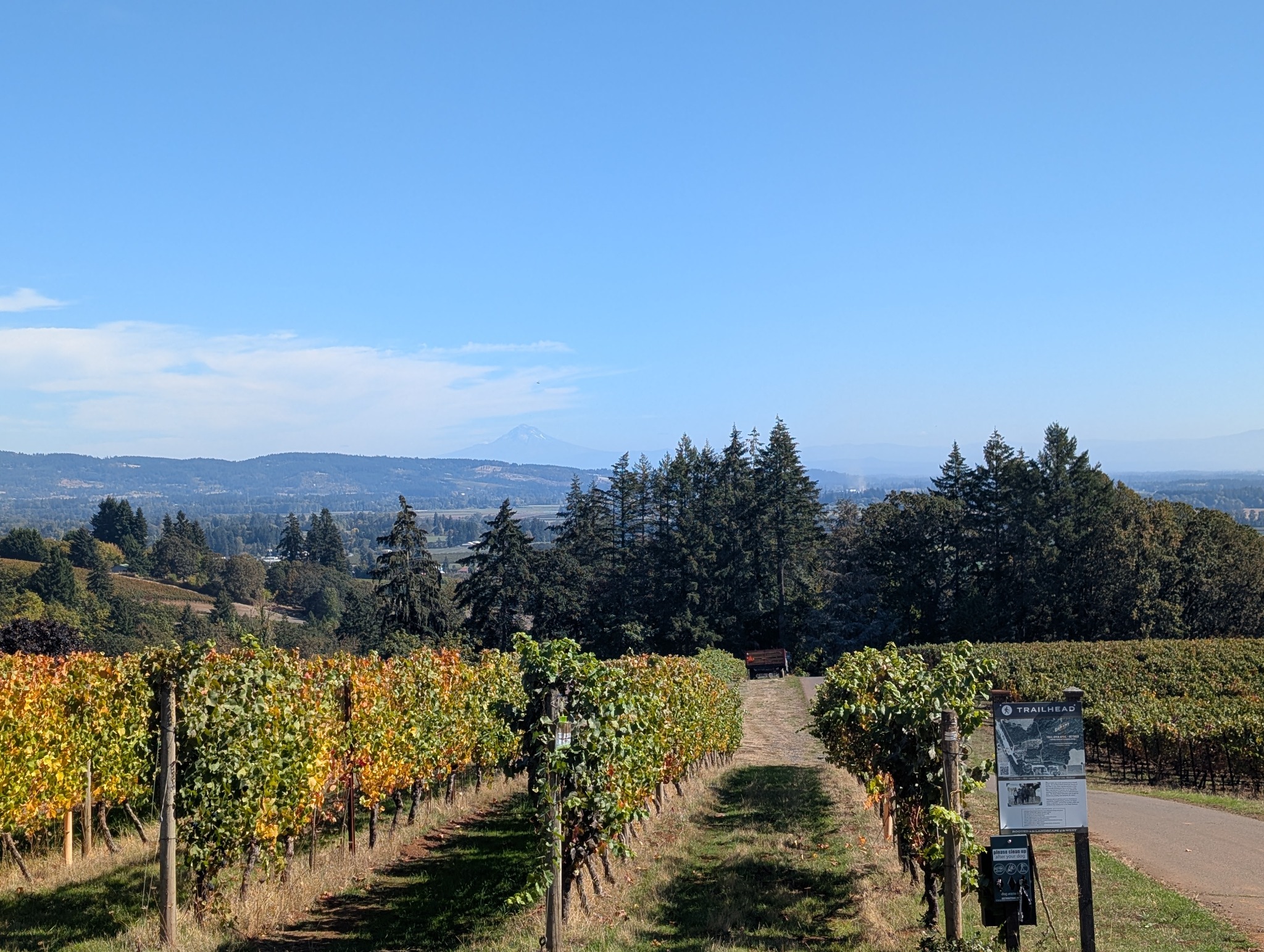 Vineyard rows at Durant with Mount Hood in the distance