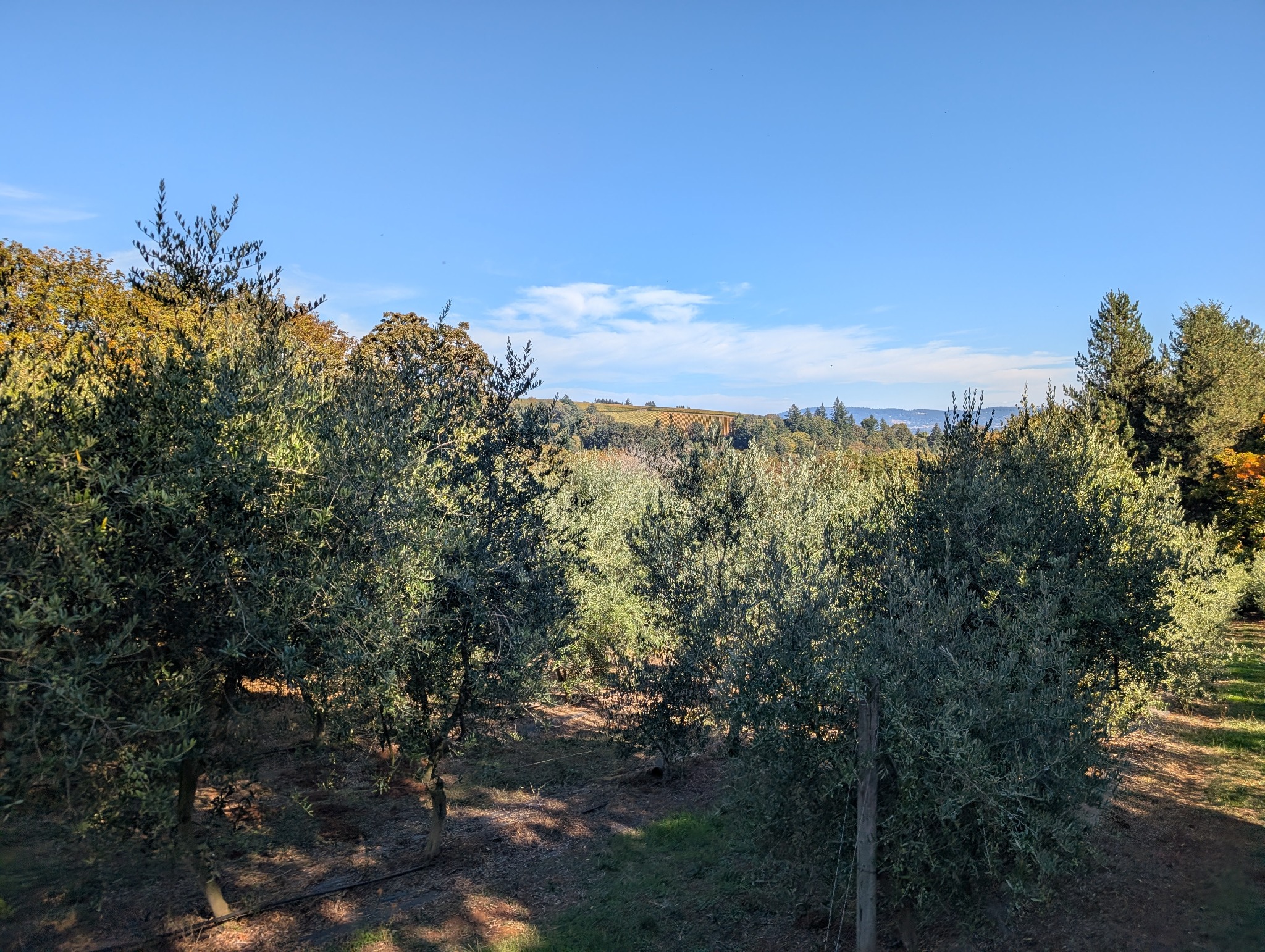 Rows of olive trees at Durant in Oregon