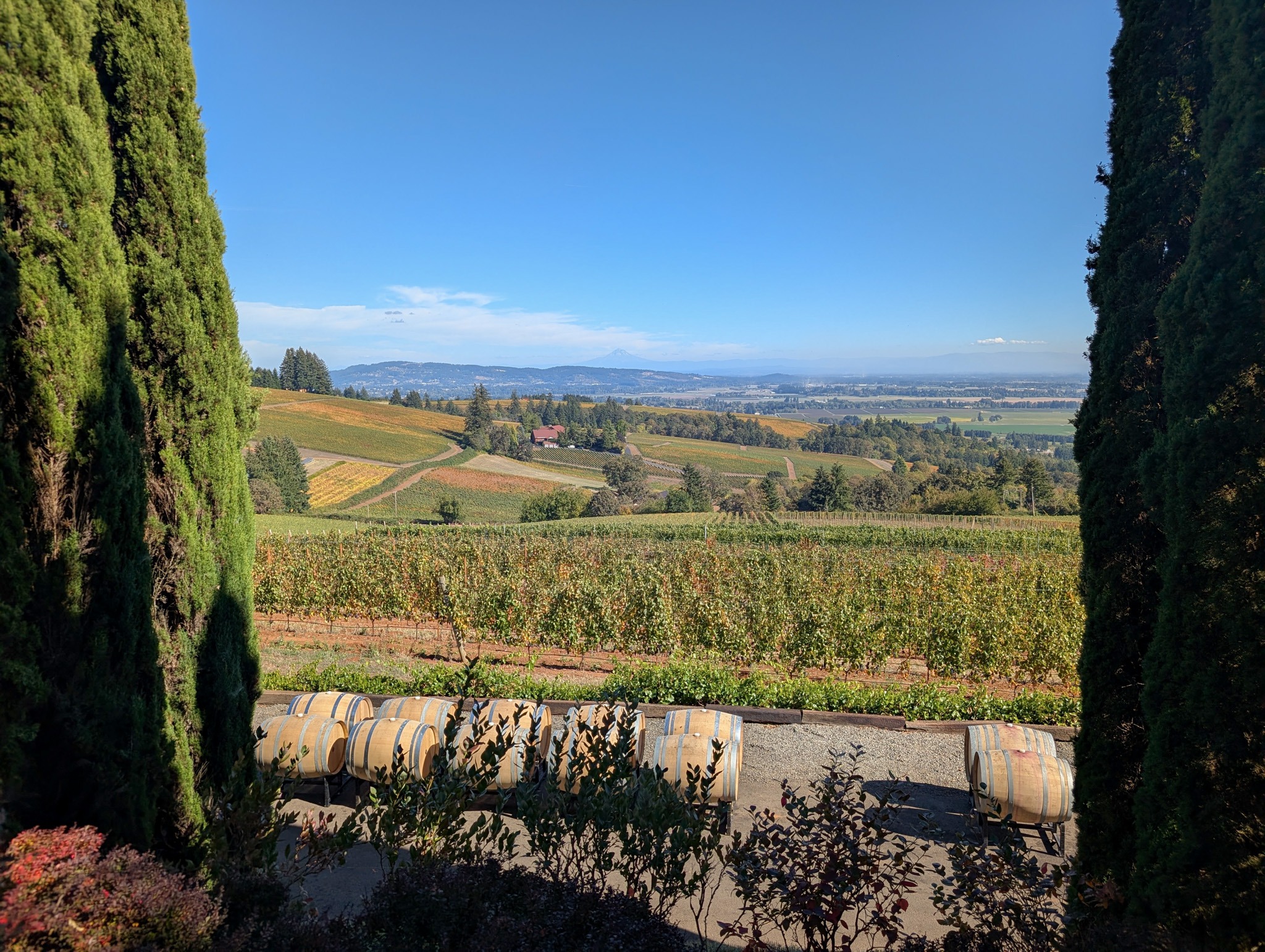Mount Hood in the distance framed by two tall trees, with vineyards and wine barrels below