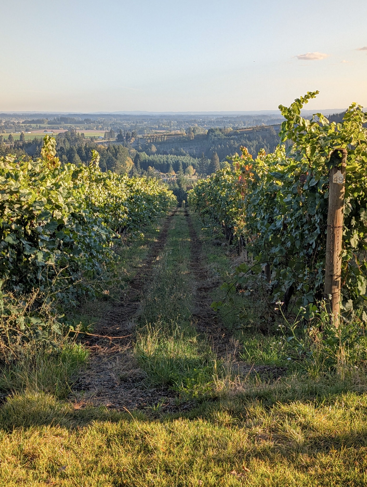 Rows of grapevines overlooking the countryside in late-afternoon sunlight at Furioso Vineyards